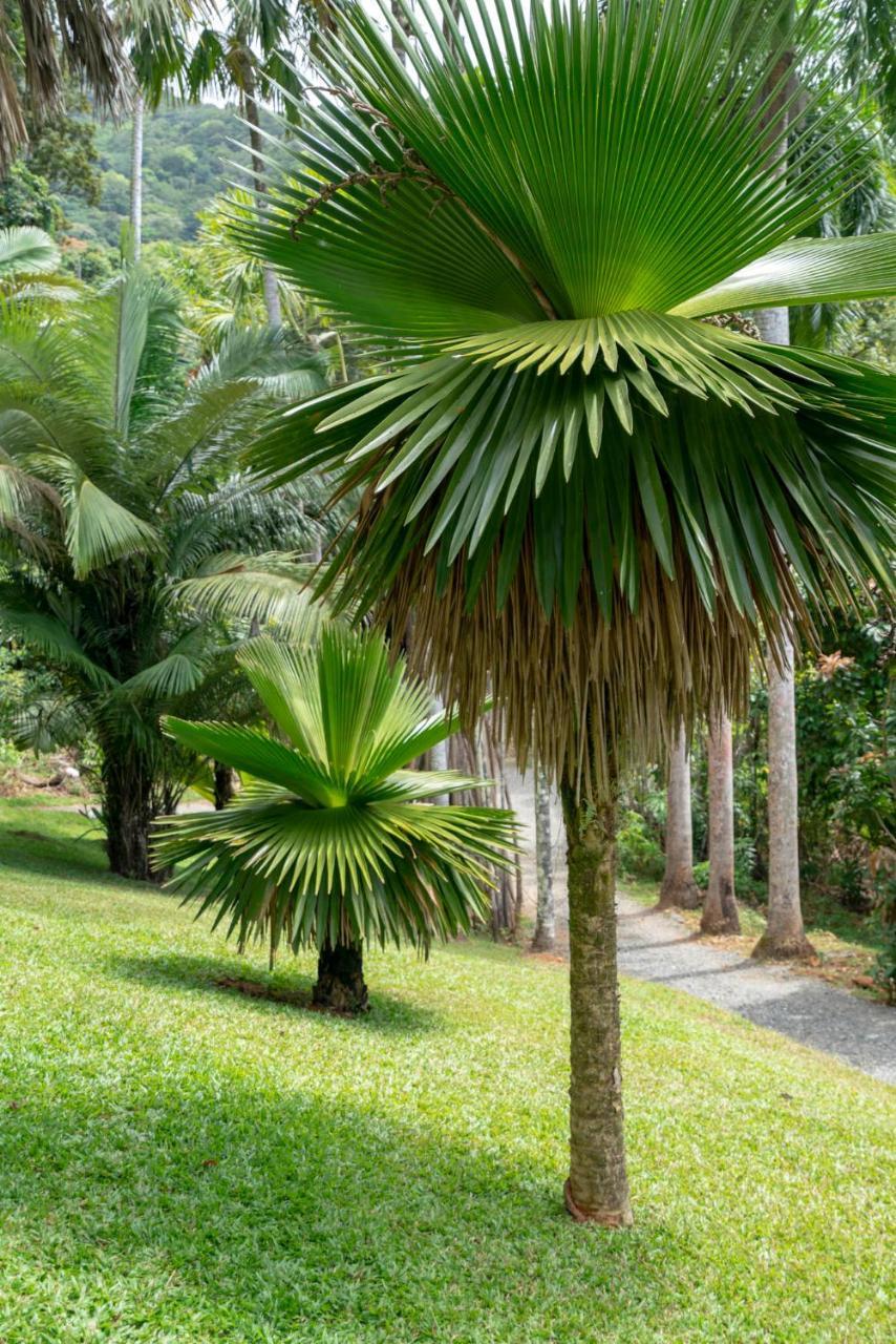 Mist At Cape Tribulation Vila Exterior foto
